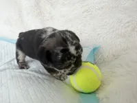 Sesame, a male French Bulldog for sale in Goose Creek, SC – 2 of 8