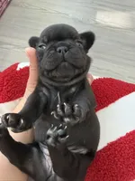 Luna, a female French Bulldog for sale in Goose Creek, SC – 3 of 10