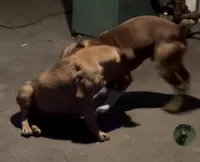 Female #1, a female Olde English Bulldogge for sale in Detroit, MI – Photo 6 of 6