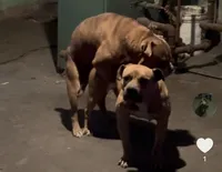 Female #1, a female Olde English Bulldogge for sale in Detroit, MI – Photo 5 of 6