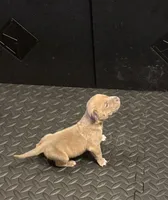 Female #1, a female Olde English Bulldogge for sale in Detroit, MI – Photo 4 of 6