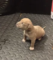 Female #1, a female Olde English Bulldogge for sale in Detroit, MI – Photo 3 of 6