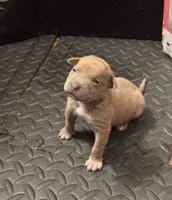 Female #1, a female Olde English Bulldogge for sale in Detroit, MI – Photo 1 of 6