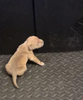 Female #1, a female Olde English Bulldogge for sale in Detroit, MI – Photo 2 of 6