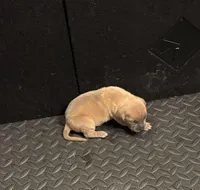 Female #2, a female American Pit Bull Terrier for sale in Detroit, MI – Photo 3 of 7