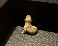 Female #2, a female American Pit Bull Terrier for sale in Detroit, MI – Photo 4 of 7