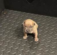 Female #2, a female American Pit Bull Terrier for sale in Detroit, MI – Photo 1 of 7