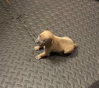 Female #2, a female American Pit Bull Terrier for sale in Detroit, MI – Photo 2 of 7