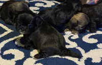 Shitzu, a male Shih Tzu for sale in Green Bay, WI – 2 of 9