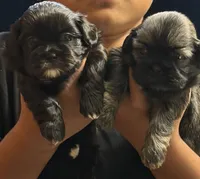 Shitzu, a male Shih Tzu for sale in Green Bay, WI – 3 of 9