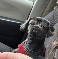 Shitzu, a male Shih Tzu for sale in Green Bay, WI – 7 of 9