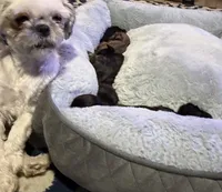 Shitzu, a male Shih Tzu for sale in Green Bay, WI – 4 of 9