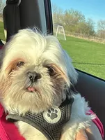 Shitzu, a male Shih Tzu for sale in Green Bay, WI – 6 of 9