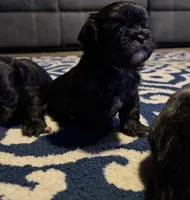 Shitzu, a male Shih Tzu for sale in Green Bay, WI – 5 of 9