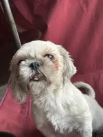 Shitzu, a male Shih Tzu for sale in Green Bay, WI – 8 of 9