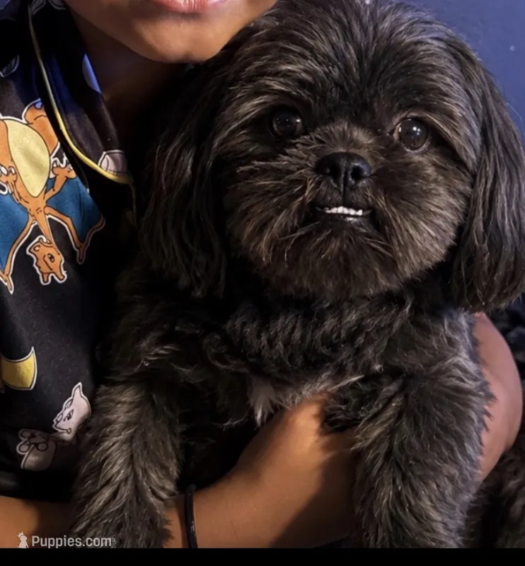 Shitzu – Shih Tzu puppy for sale in Green Bay, WI