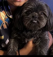 Shitzu, a male Shih Tzu for sale in Green Bay, WI – 1 of 9