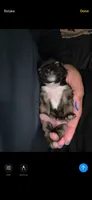 Shitzu, a male Shih Tzu for sale in Green Bay, WI – 9 of 9