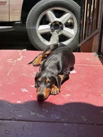 Choco, a male Doberman Pinscher for sale in Los Angeles, CA – 1 of 2