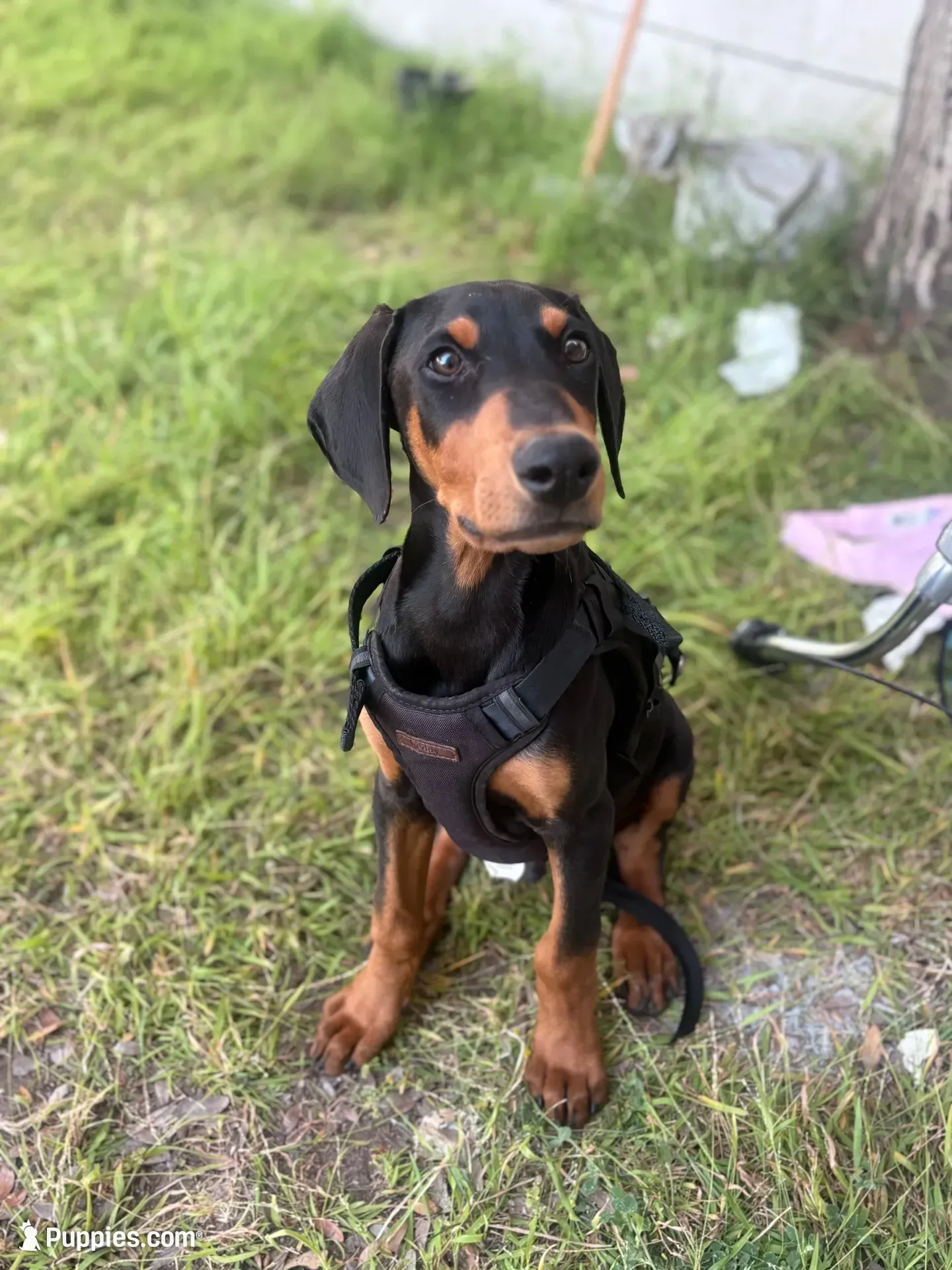 Choco, a male Doberman Pinscher for sale in Los Angeles, CA – 2 of 2