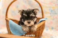 Waylon, a male Morkie for sale in Washburn, MO – Photo 2 of 2