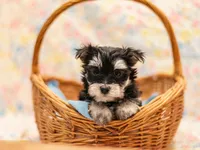Waylon, a male Morkie for sale in Washburn, MO – Photo 1 of 2