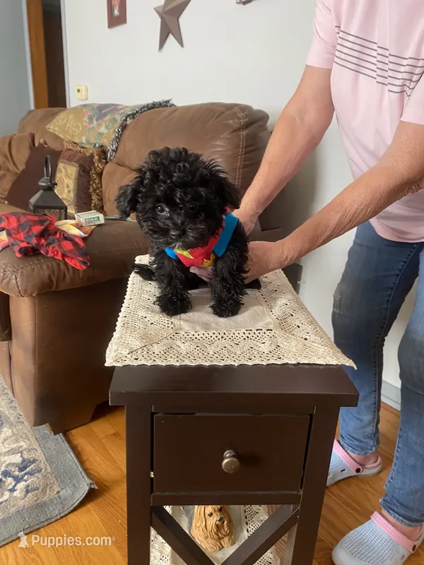 JJ – Yorkipoo puppy for sale in Fort Wayne, IN