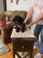 JJ, a male Yorkipoo and Poodle - Miniature  for sale in Fort Wayne, IN – 2 of 5