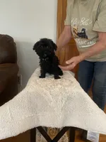 JJ, a male Yorkipoo and Poodle - Miniature  for sale in Fort Wayne, IN – 1 of 5