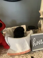 Charlie, a male Yorkipoo for sale in Fort Wayne, IN – 6 of 6