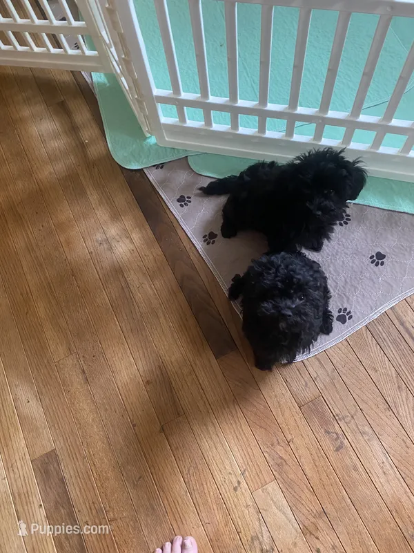 JJ – Yorkipoo puppy for sale in Fort Wayne, IN