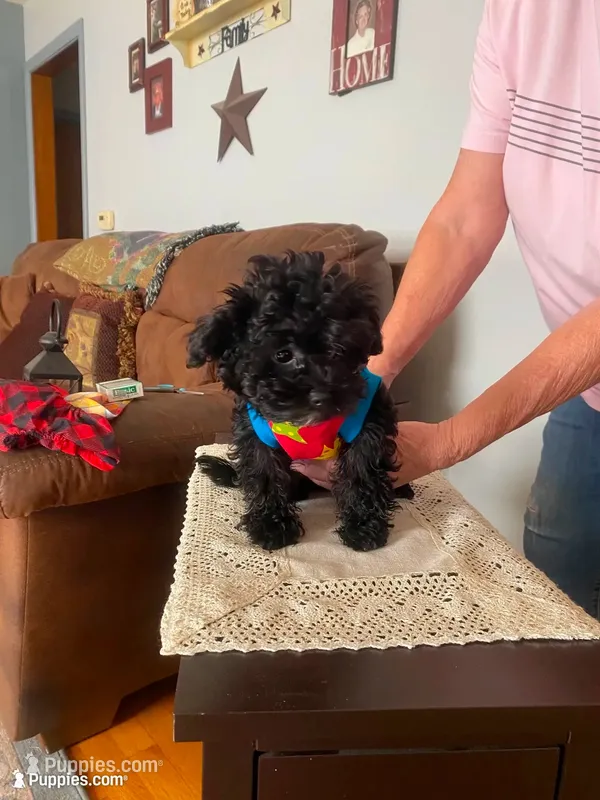 JJ – Yorkipoo puppy for sale in Fort Wayne, IN