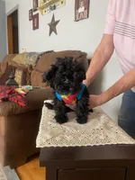 JJ, a male Yorkipoo and Poodle - Miniature  for sale in Fort Wayne, IN – 3 of 5
