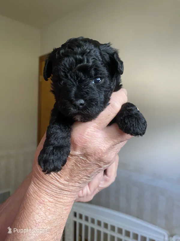 Charlie – Yorkipoo puppy for sale in Fort Wayne, IN