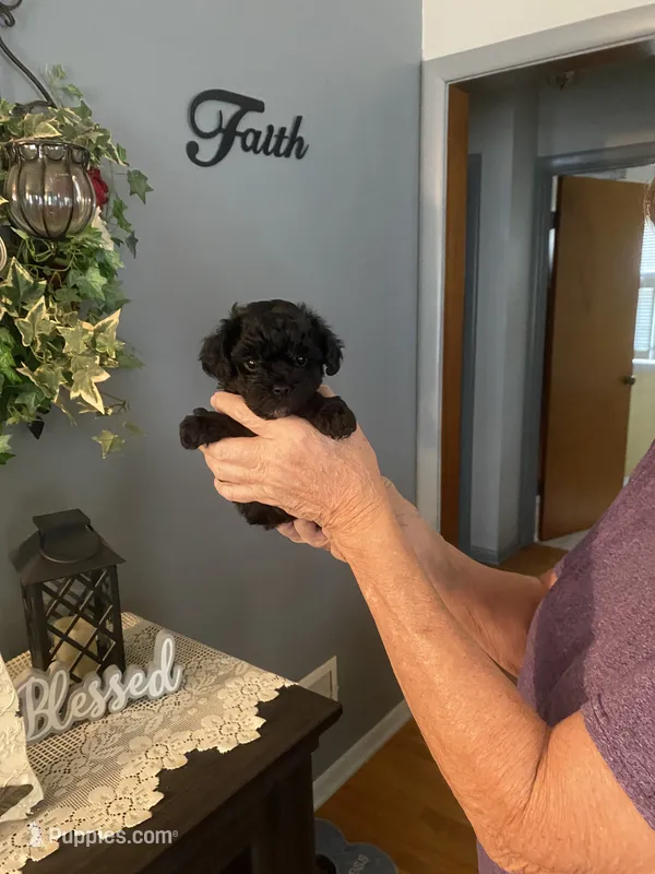 Grace – Yorkipoo puppy for sale in Fort Wayne, IN