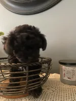 Pikachu, a male Yorkipoo for sale in Fort Wayne, IN – 2 of 3