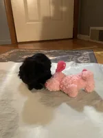 Charlie, a male Yorkipoo for sale in Fort Wayne, IN – 2 of 6