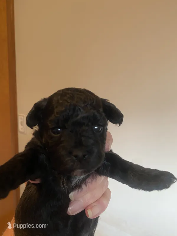 Grace – Yorkipoo puppy for sale in Fort Wayne, IN