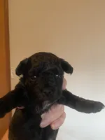 Grace, a female Yorkipoo for sale in Fort Wayne, IN – 1 of 1
