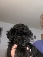 Pikachu, a male Yorkipoo for sale in Fort Wayne, IN – 3 of 3