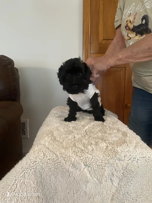 Charlie – Yorkipoo puppy for sale in Fort Wayne, IN