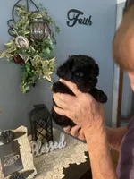 Charlie, a male Yorkipoo for sale in Fort Wayne, IN – 5 of 6