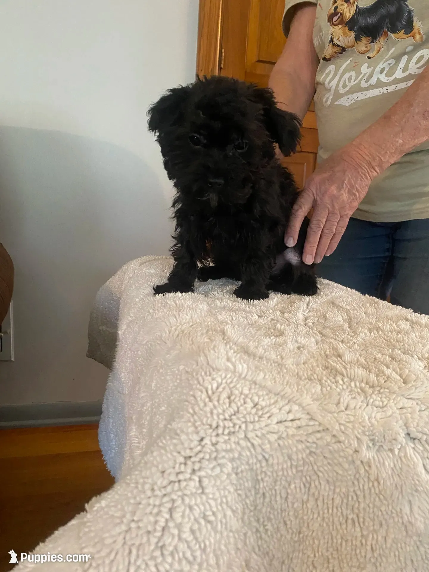 JJ, a male Yorkipoo and Poodle - Miniature  for sale in Fort Wayne, IN – 4 of 5