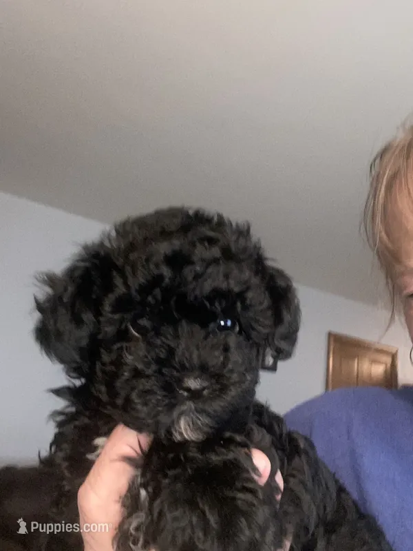 Pikachu – Yorkipoo puppy for sale in Fort Wayne, IN