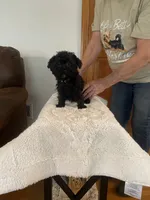 JJ, a male Yorkipoo and Poodle - Miniature  for sale in Fort Wayne, IN – 5 of 5
