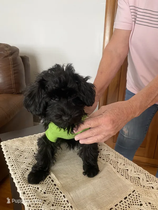 Charlie – Yorkipoo puppy for sale in Fort Wayne, IN