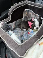 Jesse, a female Boston Terrier for sale in Beverly Hills, FL – 2 of 10