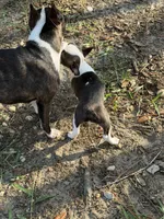 Jesse, a female Boston Terrier for sale in Beverly Hills, FL – 6 of 10