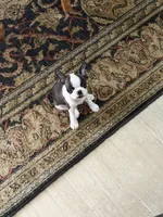 Jesse, a female Boston Terrier for sale in Beverly Hills, FL – 7 of 10