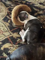Jesse, a female Boston Terrier for sale in Beverly Hills, FL – 4 of 10